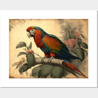 Vintage Parrot Posters and Art